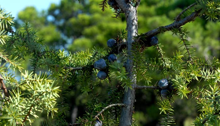 Enebro marítimo - Juniperus oxycedrus macrocarpa - El Nou Garden