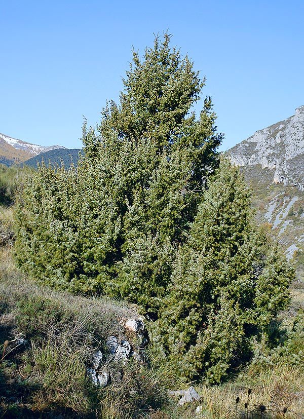 Enebro marítimo - Juniperus oxycedrus macrocarpa - El Nou Garden