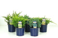 Enebro mix - Juniperus mix - El Nou Garden