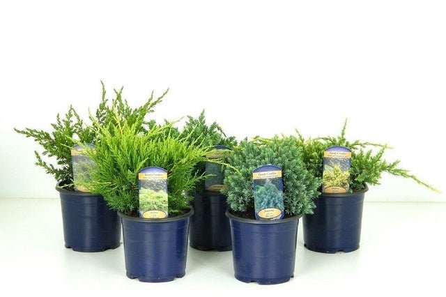 Enebro mix - Juniperus mix - El Nou Garden