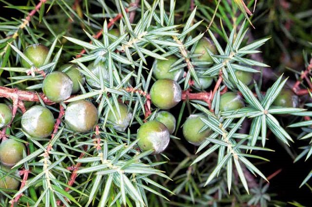 Enebro rojo - Juniperus oxycedrus - El Nou Garden