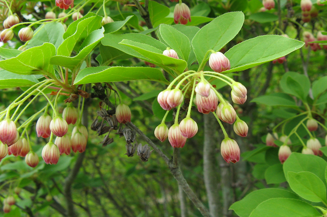 Enquianto - Enkianthus campanulatus - El Nou Garden