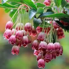 Enquianto - Enkianthus campanulatus - El Nou Garden