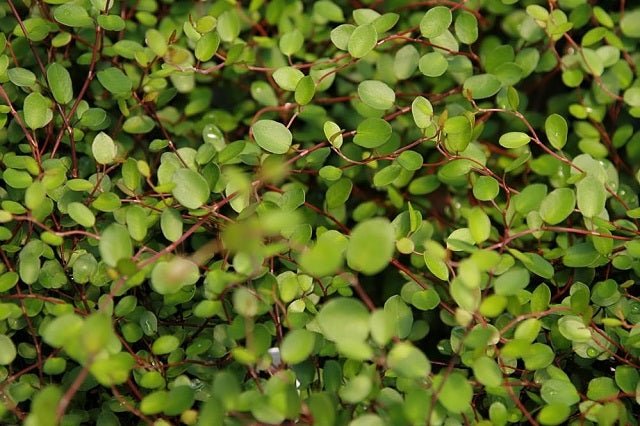 Enredadera de alambre - Muehlenbeckia complexa - El Nou Garden
