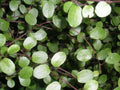 Enredadera de alambre - Muehlenbeckia complexa - El Nou Garden