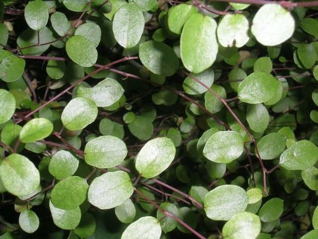 Enredadera de alambre - Muehlenbeckia complexa - El Nou Garden