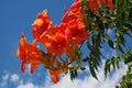 Enredadera de trompeta - Campsis radicans - Bignonia roja - El Nou Garden