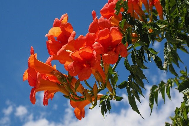Enredadera de trompeta - Campsis radicans - Bignonia roja - El Nou Garden