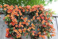 Enredadera de trompeta - Campsis radicans - El Nou Garden