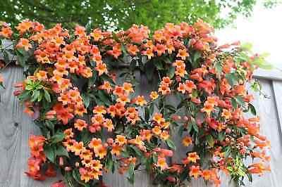 Enredadera de trompeta - Campsis radicans - El Nou Garden