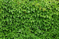 Enredadera de Virginia - Parthenocissus quinquefolia - El Nou Garden