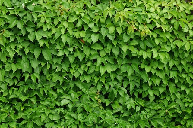 Enredadera de Virginia - Parthenocissus quinquefolia - El Nou Garden