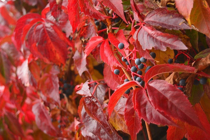 Enredadera de Virginia - Parthenocissus quinquefolia - El Nou Garden