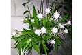 Epiphyllum Pumilum - El Nou Garden