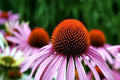 Equinácea púrpura - Echinacea purpurea - El Nou Garden