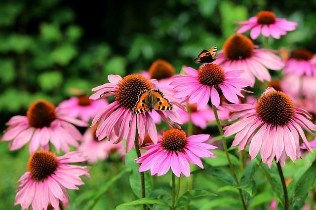 Equinácea púrpura - Echinacea purpurea - El Nou Garden