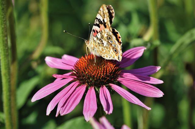 Equinácea púrpura - Echinacea purpurea - El Nou Garden