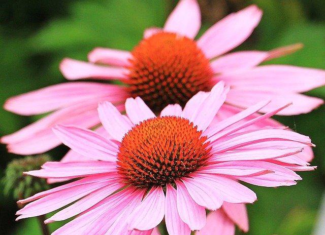 Equinácea púrpura - Echinacea purpurea - El Nou Garden