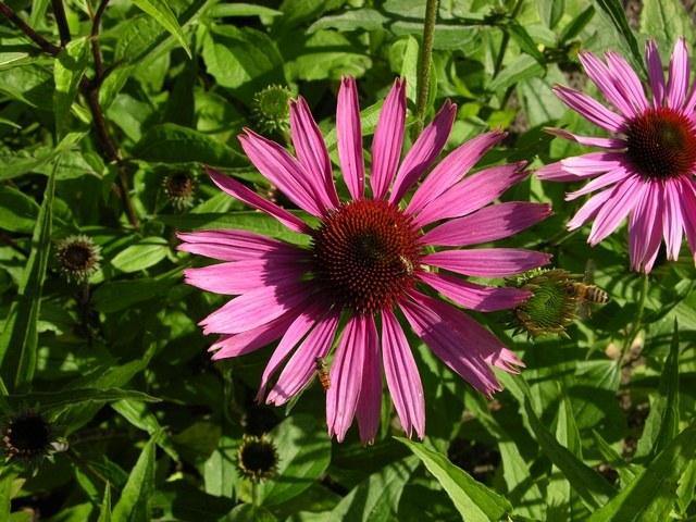 Equinácea púrpura - Echinacea purpurea - El Nou Garden
