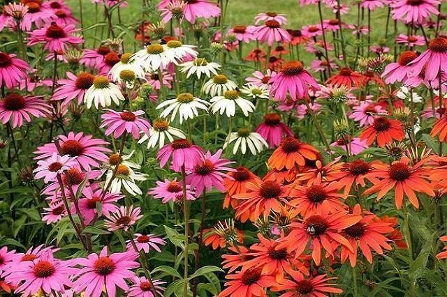 Equinácea Summer colors - Echinacea purpurea - El Nou Garden