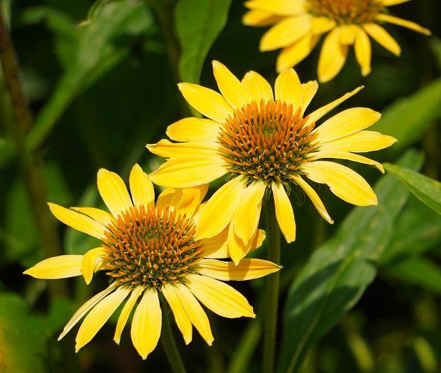 Equinácea Summer colors - Echinacea purpurea - El Nou Garden