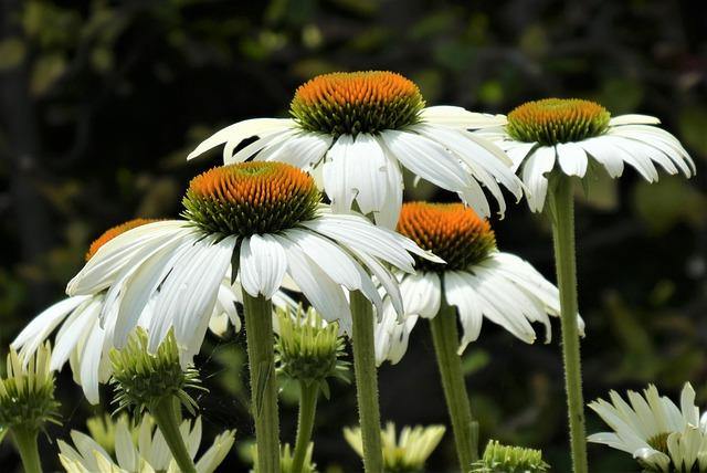 Equinácea Summer colors - Echinacea purpurea - El Nou Garden