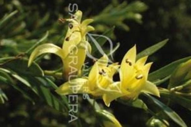 Eremophila Aurea - El Nou Garden
