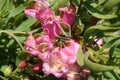 Eremophila Laanii - El Nou Garden