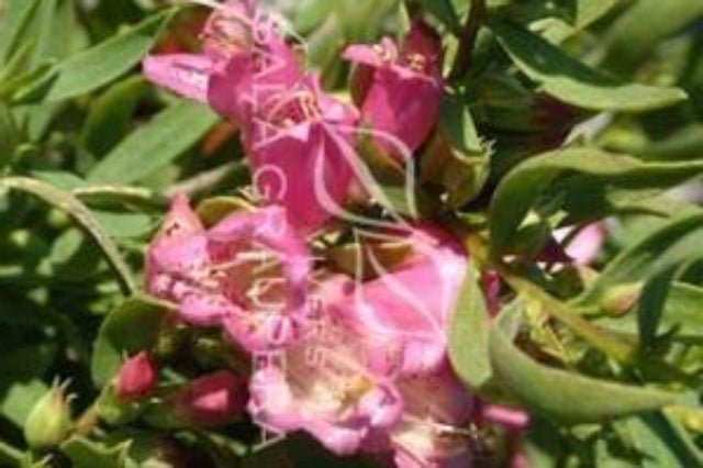 Eremophila Laanii - El Nou Garden
