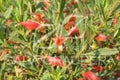 Eremophila Maculata de flor roja - El Nou Garden