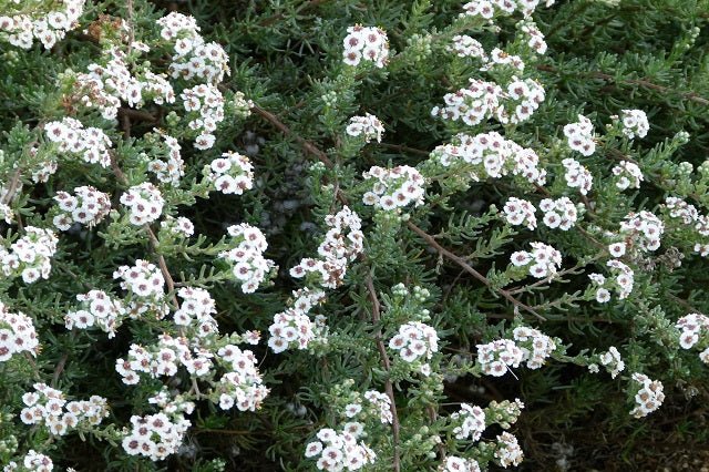 Eriocéfalo - Eriocephalus capensis - El Nou Garden