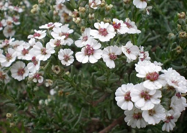 Eriocéfalo - Eriocephalus capensis - El Nou Garden