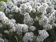 Eriocéfalo - Eriocephalus capensis - El Nou Garden