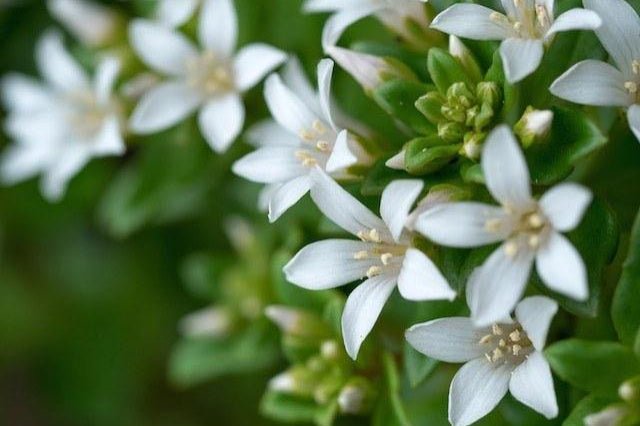 Eriostemon - Philoteca myoporoides - El Nou Garden