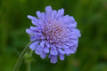 Escabiosa - Scabiosa sp - El Nou Garden