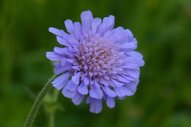 Escabiosa - Scabiosa sp - El Nou Garden
