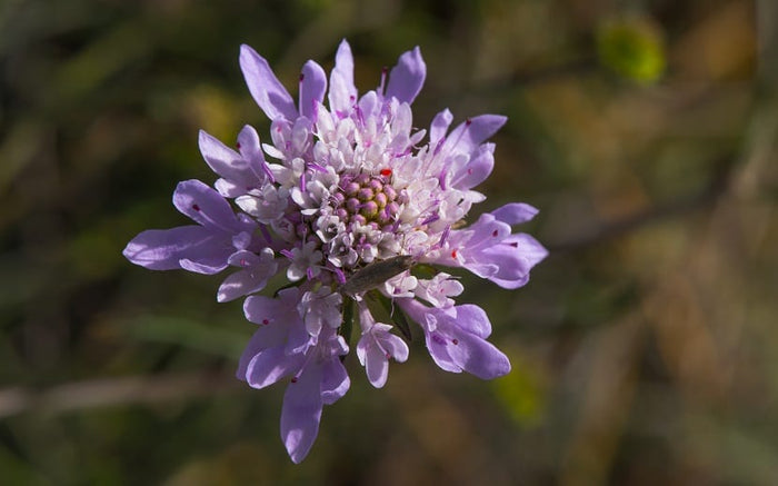 Escabiosa - Scabiosa sp - El Nou Garden