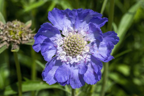 Escabiosa - Scabiosa sp - El Nou Garden