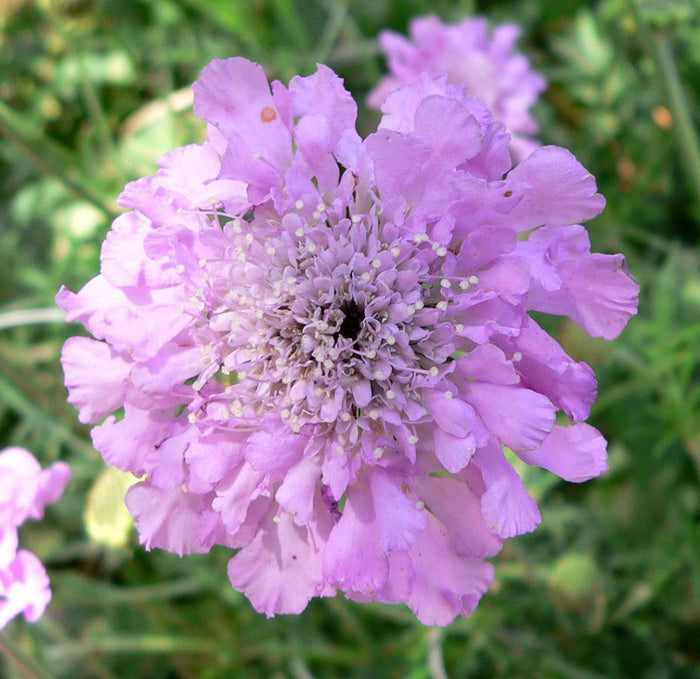Escabiosa - Scabiosa sp - El Nou Garden