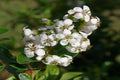 Escalonia de Ivey - Escallonia iveyi - El Nou Garden