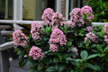 Escalonia Pink Elle - Escallonia laevis - El Nou Garden