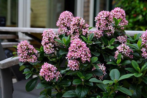 Escalonia Pink Elle - Escallonia laevis - El Nou Garden