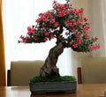 Escalonia Red Dream - Bonsai - El Nou Garden