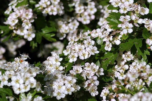 Espino albar - Crataegus monogyma - El Nou Garden