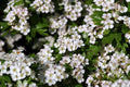 Espino albar - Crataegus monogyma - El Nou Garden