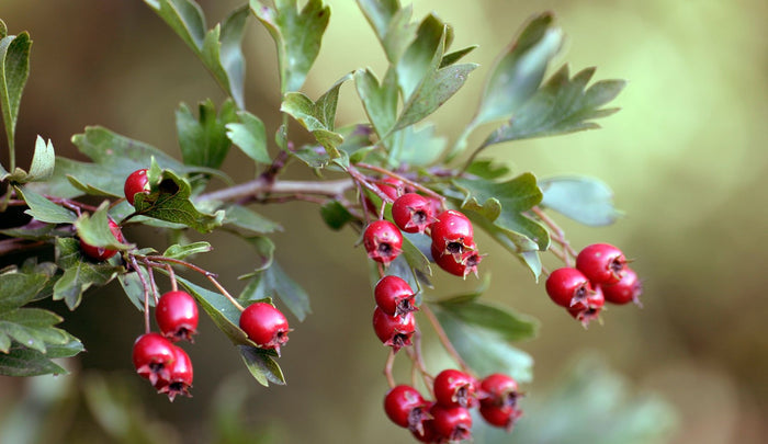 Espino albar - Crataegus monogyma - El Nou Garden