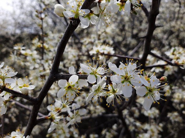 Espino albar - Crataegus monogyma - El Nou Garden