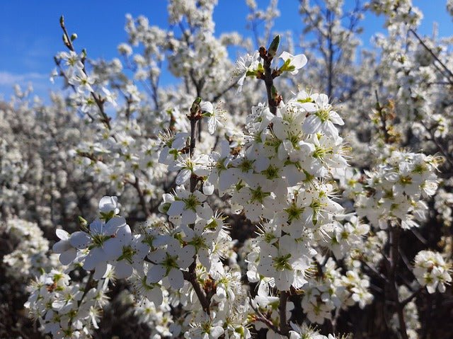 Espino albar - Crataegus monogyma - El Nou Garden