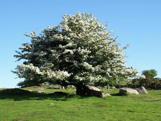 Espino albar - Crataegus monogyma - El Nou Garden