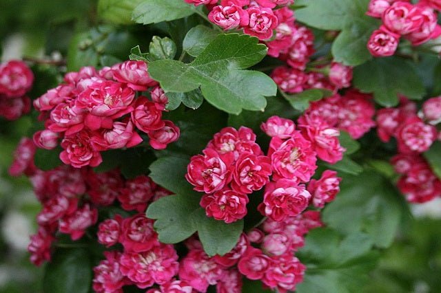 Espino navarro Paul Scarlet - Crataegus laevigata Paul Scarlet - El Nou Garden